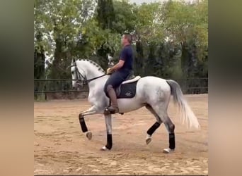 PRE Mix, Wallach, 10 Jahre, 166 cm, Schimmel