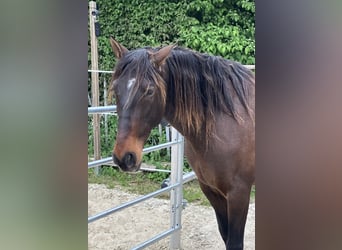 PRE, Wallach, 10 Jahre, 167 cm, Brauner