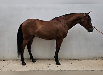 PRE, Wallach, 10 Jahre, 167 cm, Brauner