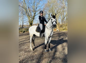 PRE, Wallach, 10 Jahre, 167 cm, Fliegenschimmel