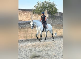 PRE Mix, Wallach, 10 Jahre, 167 cm, Schimmel