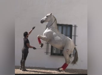 PRE Mix, Wallach, 10 Jahre, 167 cm, Schimmel