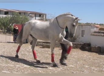 PRE Mix, Wallach, 10 Jahre, 167 cm, Schimmel