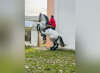 PRE Mix, Wallach, 10 Jahre, 167 cm, Schimmel