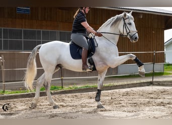 PRE, Wallach, 10 Jahre, 167 cm, Schimmel