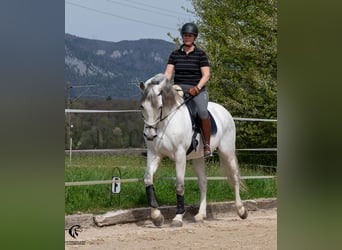 PRE, Wallach, 10 Jahre, 167 cm, Schimmel