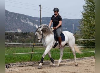 PRE, Wallach, 10 Jahre, 167 cm, Schimmel