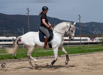 PRE, Wallach, 10 Jahre, 167 cm, Schimmel