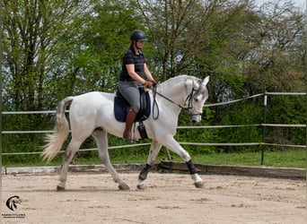 PRE, Wallach, 10 Jahre, 167 cm, Schimmel