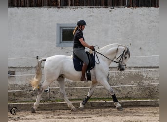 PRE, Wallach, 10 Jahre, 167 cm, Schimmel