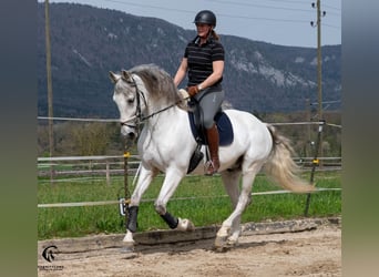 PRE, Wallach, 10 Jahre, 167 cm, Schimmel