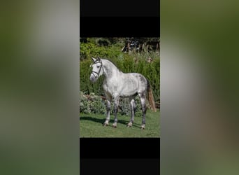 PRE, Wallach, 10 Jahre, 168 cm, Fliegenschimmel