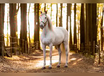 PRE Mix, Wallach, 10 Jahre, 168 cm, Schimmel