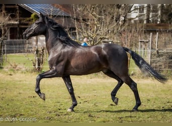 PRE, Wallach, 10 Jahre, 170 cm, Rappe