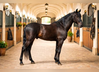 PRE, Wallach, 10 Jahre, 170 cm, Rappe