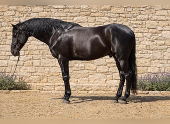 PRE, Wallach, 10 Jahre, 170 cm, Rappe