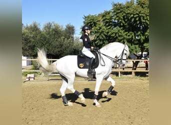 PRE Mix, Wallach, 10 Jahre, 170 cm, Schimmel