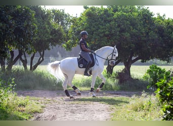PRE, Wallach, 10 Jahre, 170 cm, Schimmel
