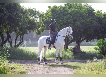 PRE, Wallach, 10 Jahre, 170 cm, Schimmel