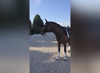 PRE Mix, Wallach, 10 Jahre, 171 cm, Brauner