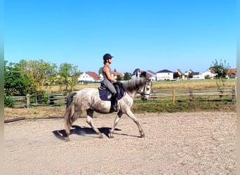 PRE Mix, Wallach, 11 Jahre, 154 cm, Apfelschimmel