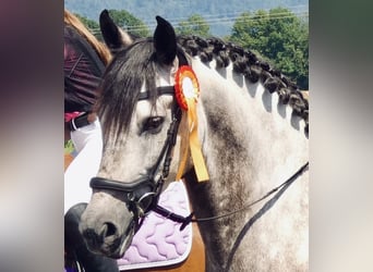 PRE Mix, Wallach, 11 Jahre, 155 cm, Apfelschimmel