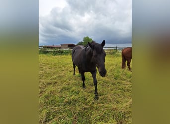 PRE Mix, Wallach, 11 Jahre, 155 cm, Dunkelbrauner