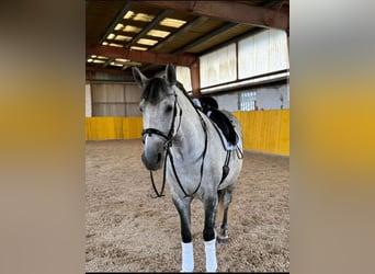 PRE Mix, Wallach, 11 Jahre, 156 cm, Apfelschimmel