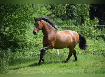 PRE Mix, Wallach, 11 Jahre, 156 cm, Dunkelbrauner