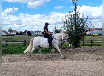 PRE, Wallach, 11 Jahre, 156 cm, Schimmel