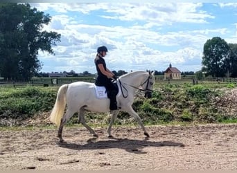 PRE, Wallach, 11 Jahre, 156 cm, Schimmel