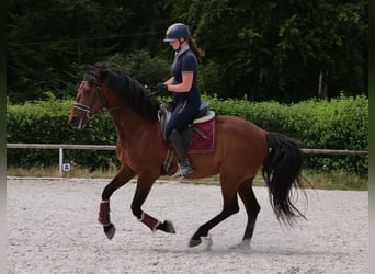 PRE Mix, Wallach, 11 Jahre, 157 cm, Brauner