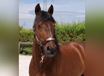 PRE Mix, Wallach, 11 Jahre, 157 cm, Brauner