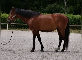 PRE Mix, Wallach, 11 Jahre, 157 cm, Brauner