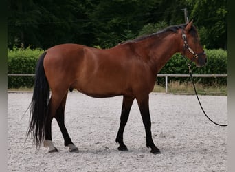 PRE Mix, Wallach, 11 Jahre, 157 cm, Brauner