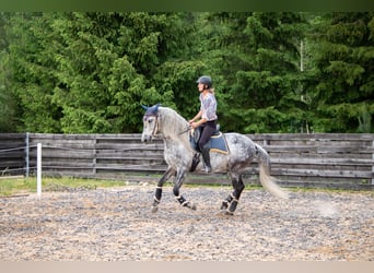 PRE, Wallach, 11 Jahre, 157 cm, Schimmel