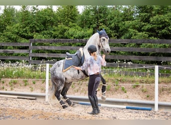 PRE, Wallach, 11 Jahre, 157 cm, Schimmel