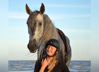 PRE, Wallach, 11 Jahre, 157 cm, Schimmel