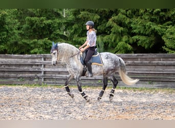 PRE, Wallach, 11 Jahre, 157 cm, Schimmel