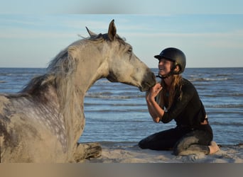 PRE, Wallach, 11 Jahre, 157 cm, Schimmel