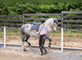 PRE, Wallach, 11 Jahre, 157 cm, Schimmel