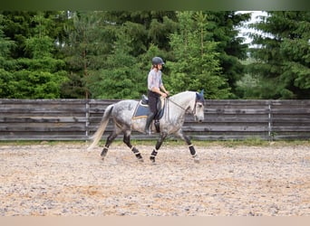 PRE, Wallach, 11 Jahre, 157 cm, Schimmel