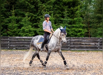 PRE, Wallach, 11 Jahre, 157 cm, Schimmel
