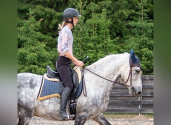PRE, Wallach, 11 Jahre, 157 cm, Schimmel