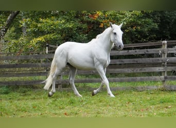 PRE, Wallach, 11 Jahre, 157 cm, Schimmel