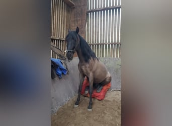PRE Mix, Wallach, 11 Jahre, 158 cm, Rappe
