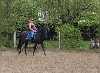 PRE Mix, Wallach, 11 Jahre, 158 cm, Rappe