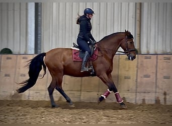 PRE, Wallach, 11 Jahre, 160 cm, Brauner