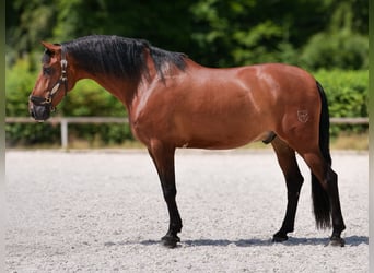 PRE Mix, Wallach, 11 Jahre, 160 cm, Brauner