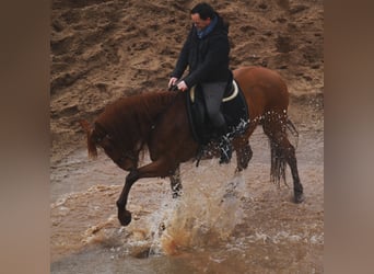 PRE Mix, Wallach, 11 Jahre, 160 cm, Fuchs